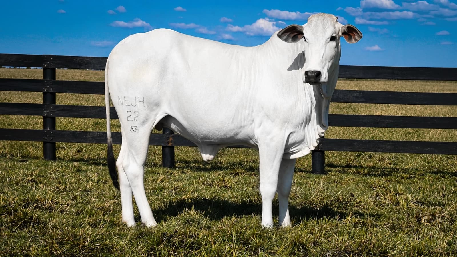 NEJH MAGNOLIA FIV