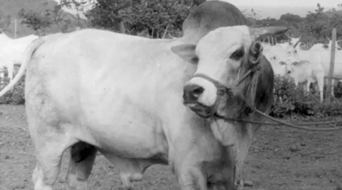 Touro Golias: o genearca importado da Índia que originou a linhagem mais pesada do Nelore